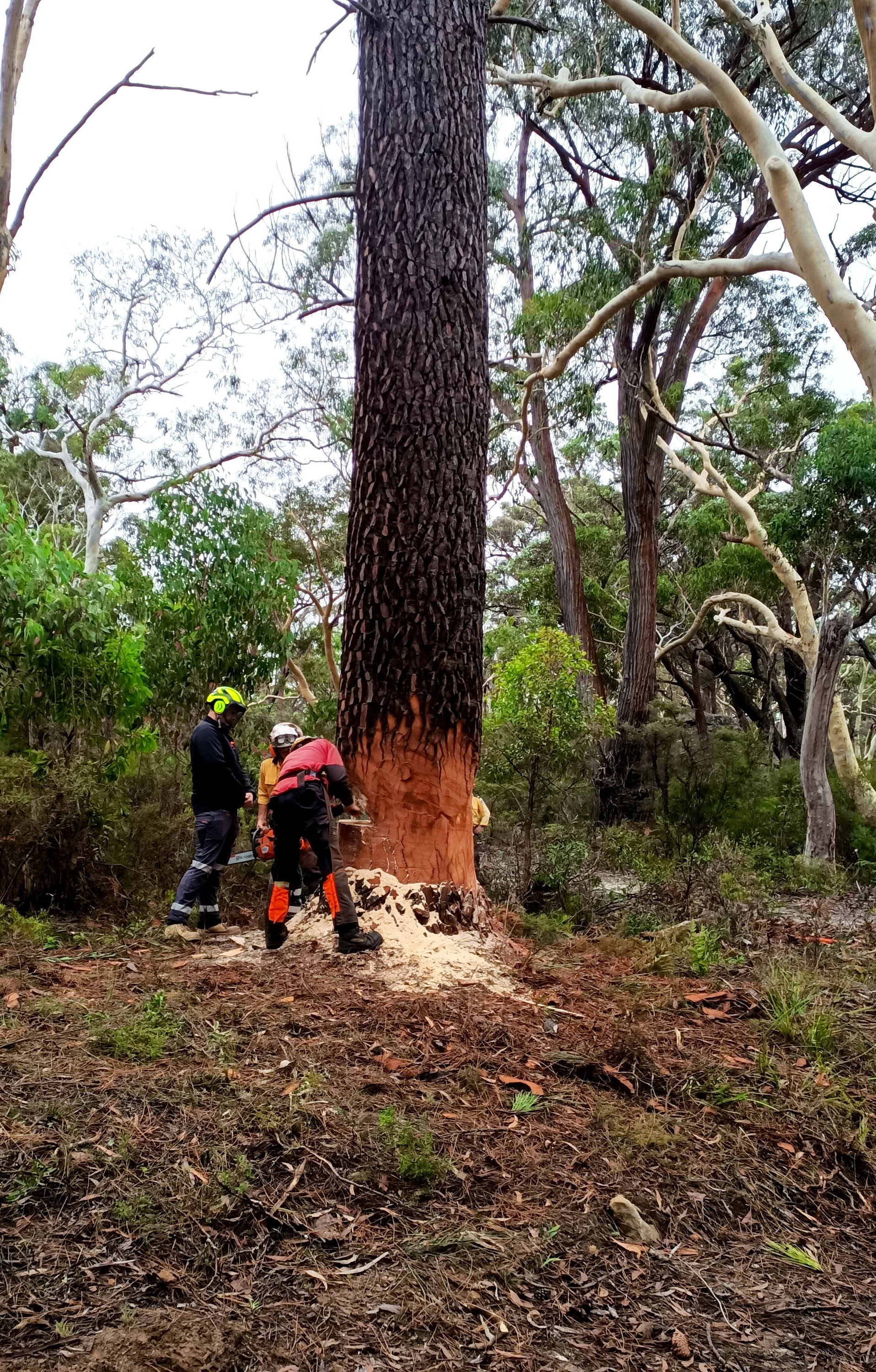 FWPCOT2275 Fell trees manually (basic)